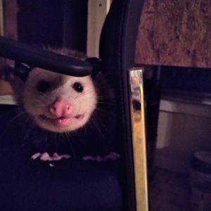 Meet your Posher, Jeff